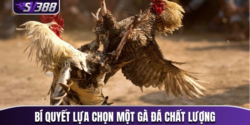 Bí quyết lựa chọn một chú gà đá chất lượng