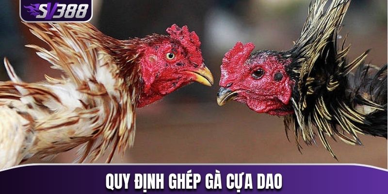 Quy định ghép gà cựa dao
