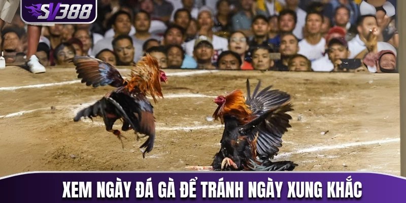 Xem ngày đá gà để tránh ngày xung khắc