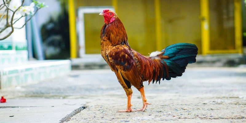 Cách nuôi gà đá thông qua thiết kế chuồng trại